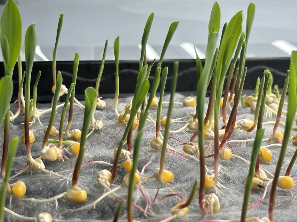 Corn seedlings with visible roots growing on a grow mat at Egomiko