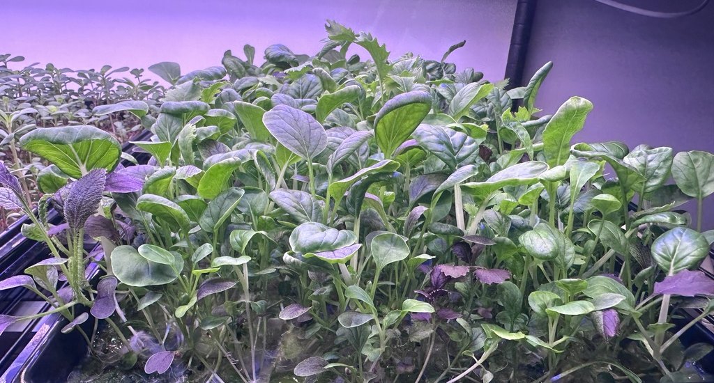 A tray of mixed leafy greens growing under grow lights at Egomiko