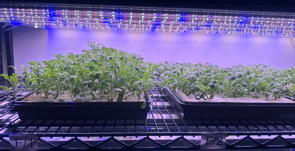 Labelled trays of leafy greens growing under LED grow lights on a shelf at Egomiko
