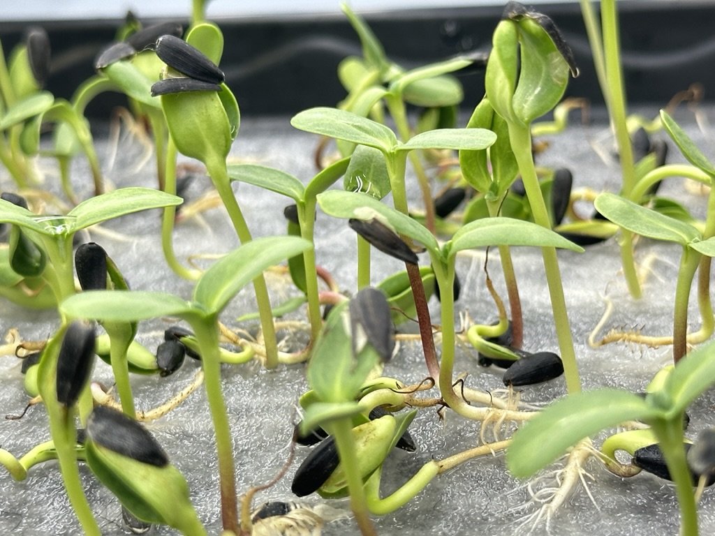 Close-up of sunflower microgreens sprouting on a grow mat at Egomiko